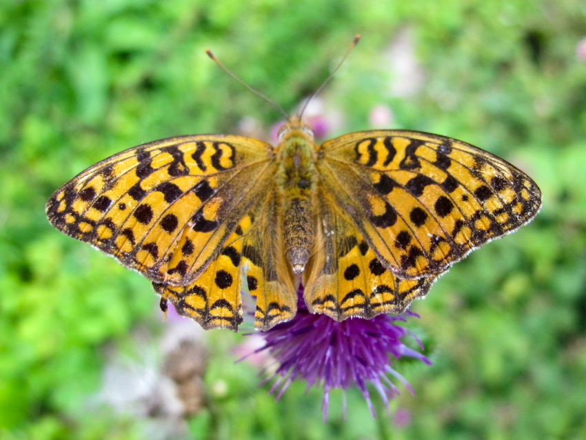 Argynnis adippe