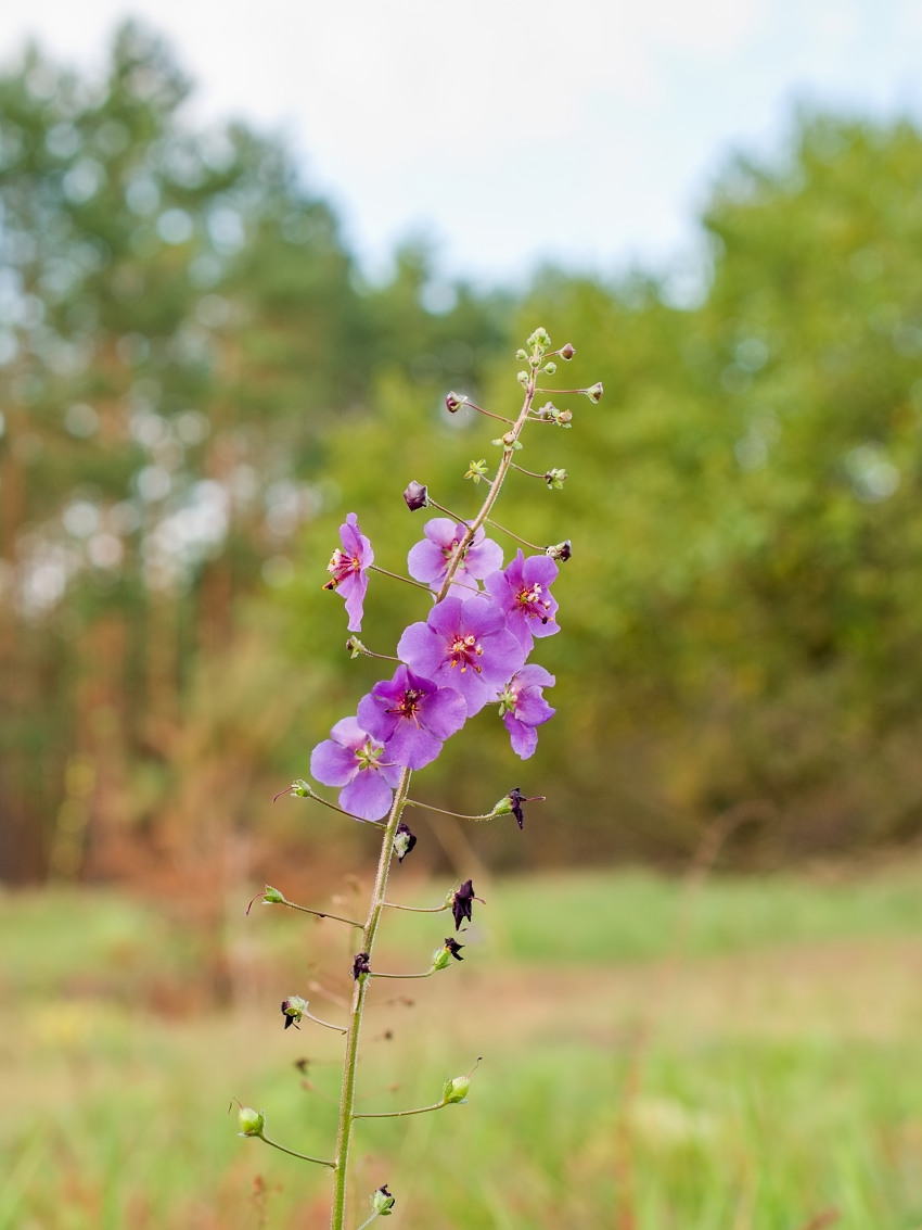 Verbascum phoeniceum