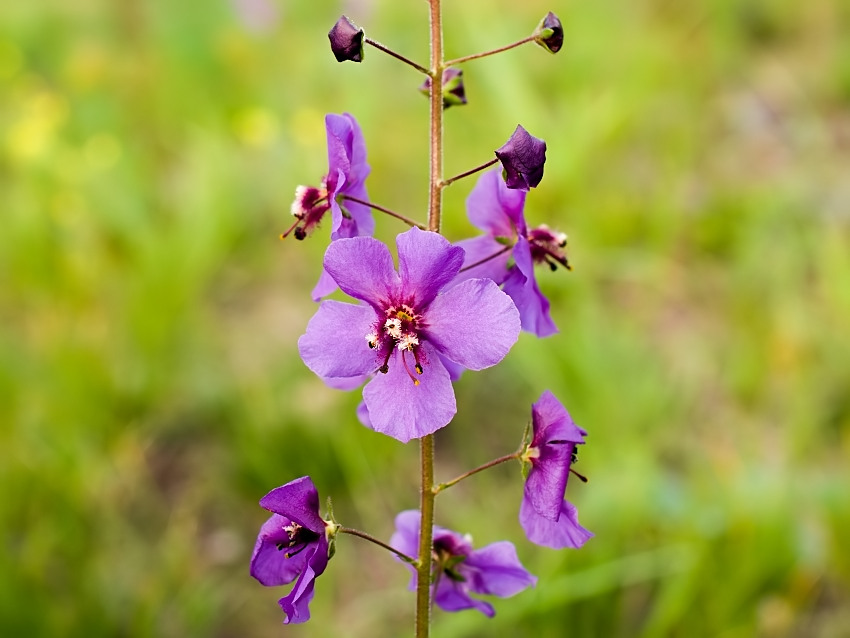 Verbascum phoeniceum