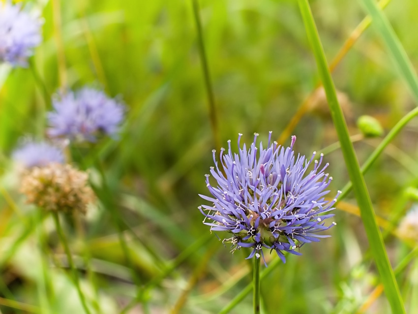 Jasione montana