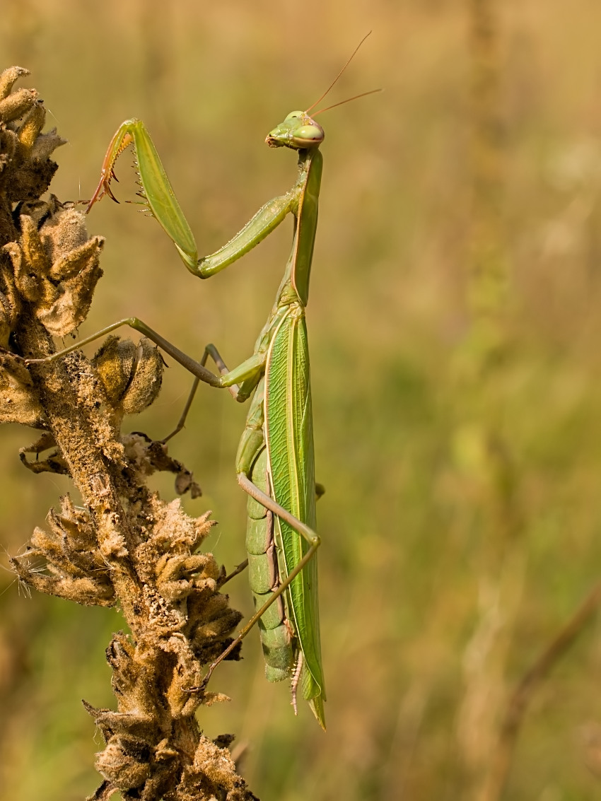 Mantis religiosa