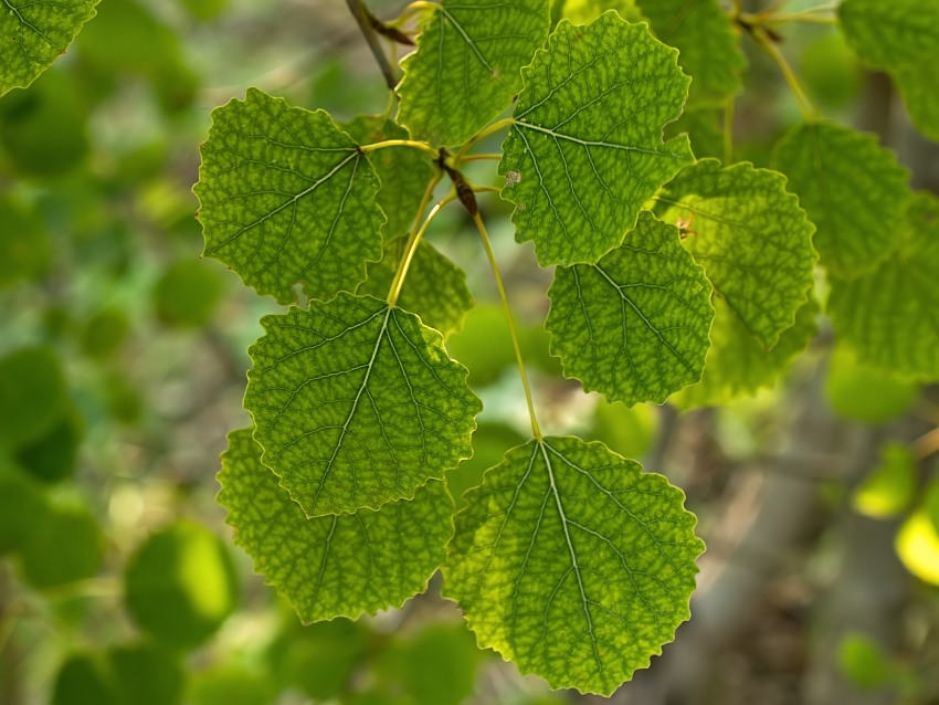 Populus tremula