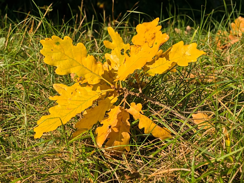 Quercus pubescens