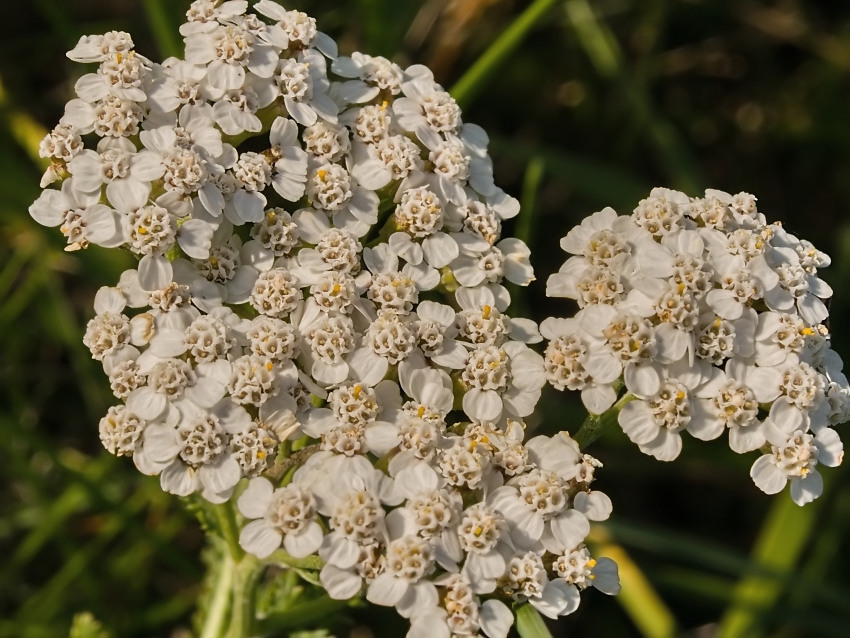 Achillea millefolium agg.