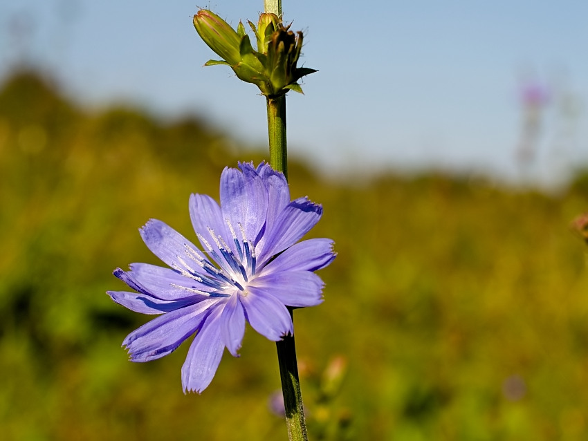 Cichorium intybus