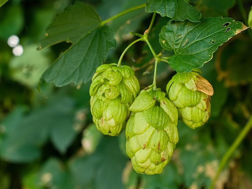 Humulus lupulus