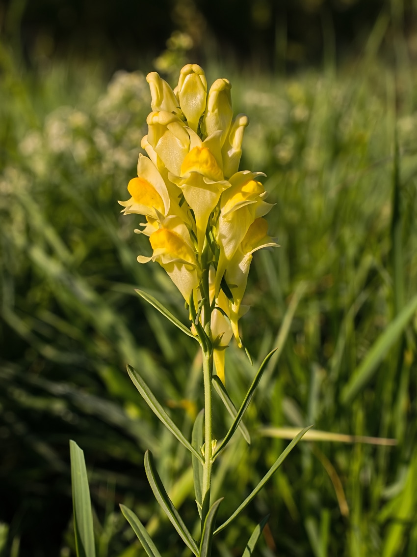 Linaria vulgaris
