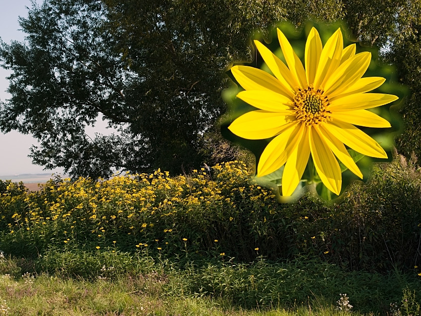 Helianthus tuberosus