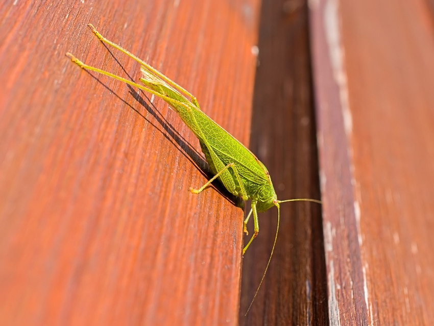 Tettigonia viridissima
