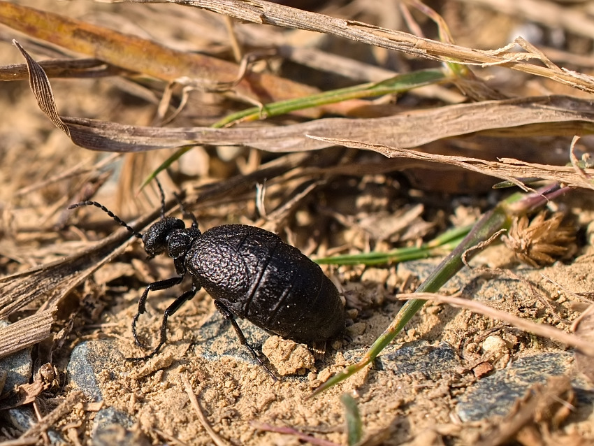 Meloe proscarabaeus