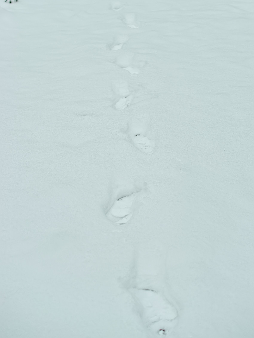 tam, kam lidská noha jěště nešlápla